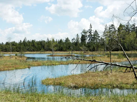 Ein Wildseemoor mit bewölktem Himmel.