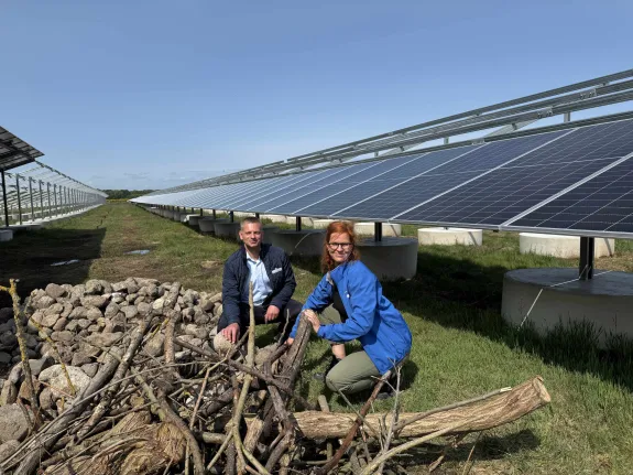 Mitarbeitende knien bei Stein- und Holzhaufen zwischen PV-Modulreihen.