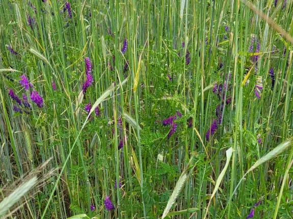 Nahaufnahme des Wickroggen-Feldes mit lilanen Blüten zwischen grünem Getreide.