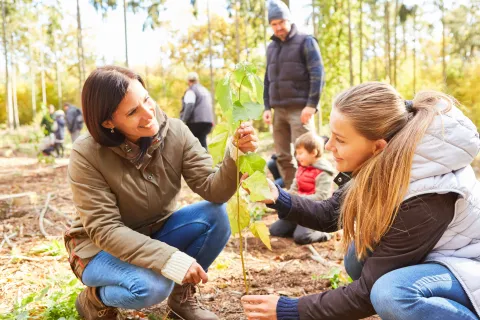 Eine Familie pflanzt im Wald Bäume zur Aufforstung. Eine Frau hält einen Setzling in der Hand. 