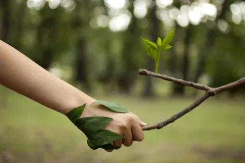 Hand greift einen Ast