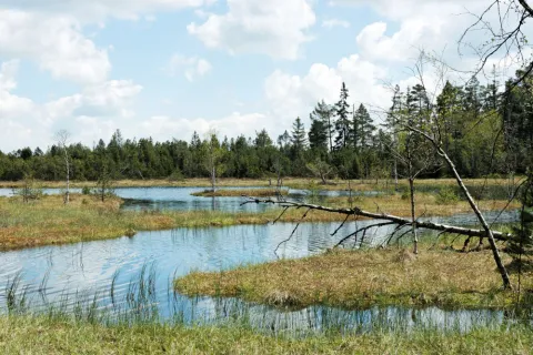 Wildseemoor