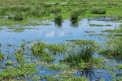 Eine nasse Moorwiese.