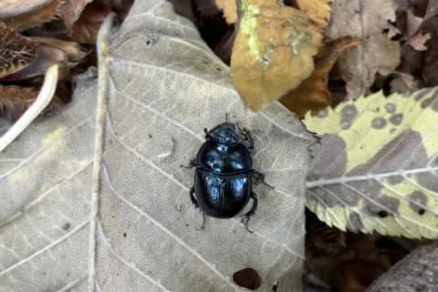 Ein schwarzer Käfer auf einem Blatt.