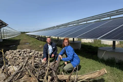 Mitarbeitende knien bei Stein- und Holzhaufen zwischen PV-Modulreihen.