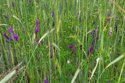 Nahaufnahme des Wickroggen-Feldes mit lilanen Blüten zwischen grünem Getreide.
