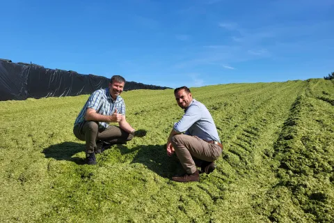 Zwei Männer sitzen auf Wickroggen-Silage und begutachten die Qualität.