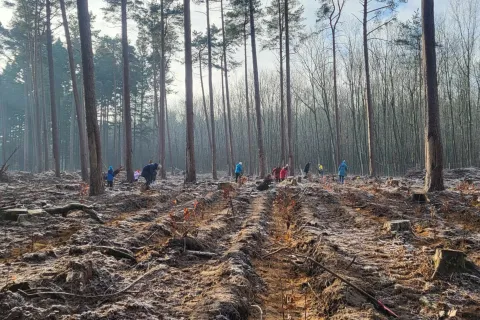 Weitwinkel Aufnahme von einem Wald im Winter mit zahlreichen Menschen beim Bäume pflanzen im Hintergrund.