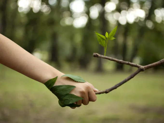 Hand greift einen Ast