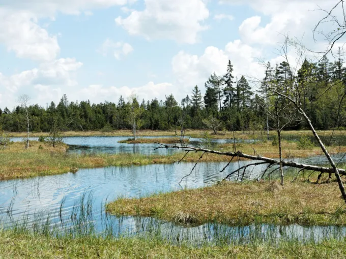 Ein Wildseemoor mit bewölktem Himmel.