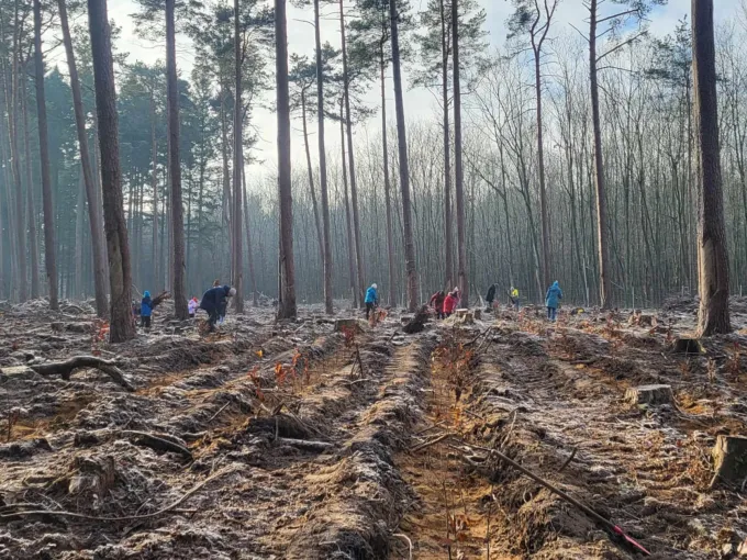 Weitwinkel Aufnahme von einem Wald im Winter mit zahlreichen Menschen beim Bäume pflanzen im Hintergrund.