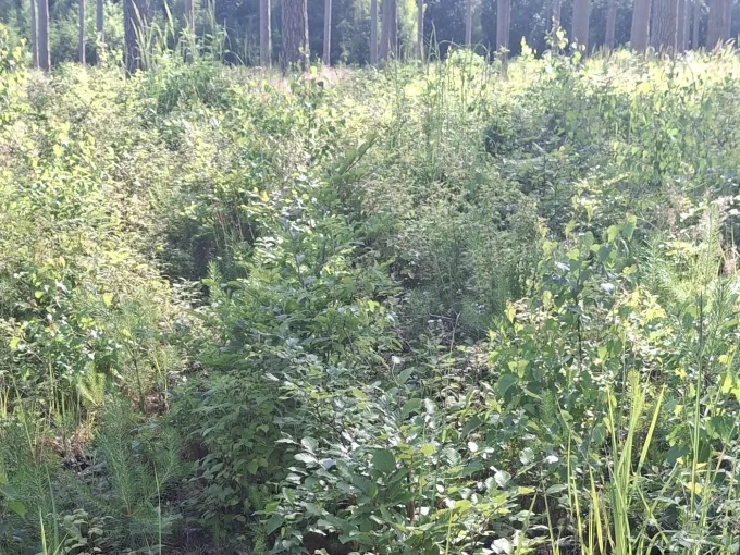 Nahaufnahme von Jungbäumen mit viel frischem Laub.