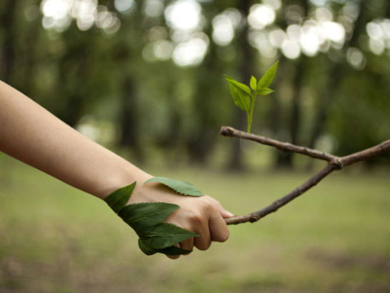Hand greift einen Ast