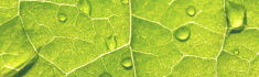 grünes Blatt mit Wassertropfen, Copyright: SWS